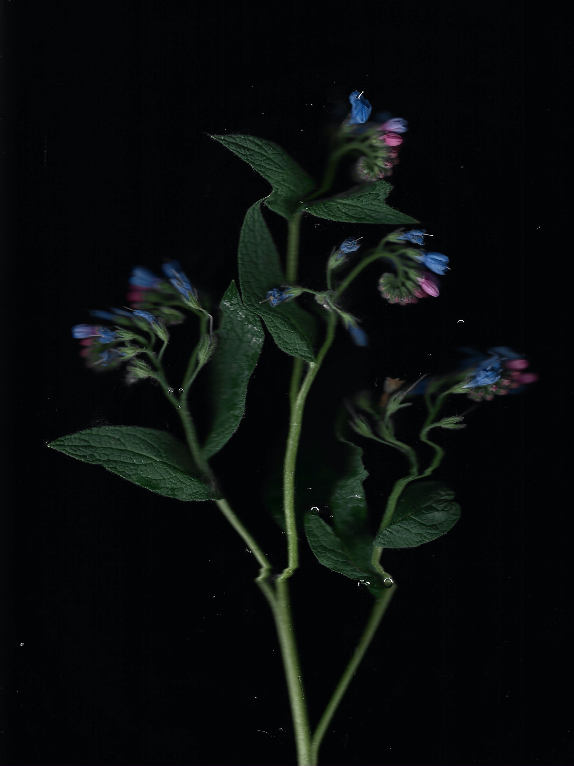 Stella Iakovleva, Invisible Flowers, Scanogram series, Moscow 2024.