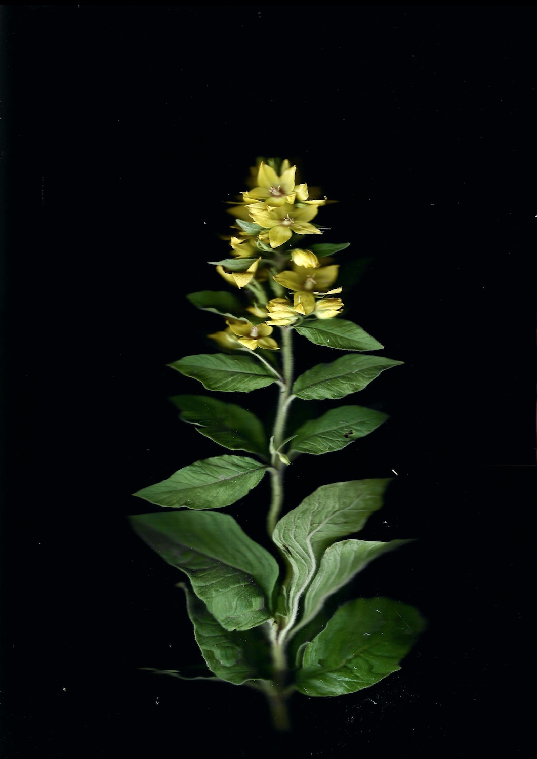 Stella Iakovleva, Invisible Flowers, Scanogram series, Moscow 2024.